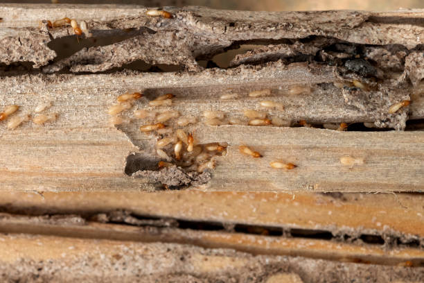 Best Commercial Pest Control Services  in Briarcliff Manor, NY